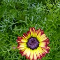 Chrysanthemum carinatum 'Tetra Etoile Polaire'